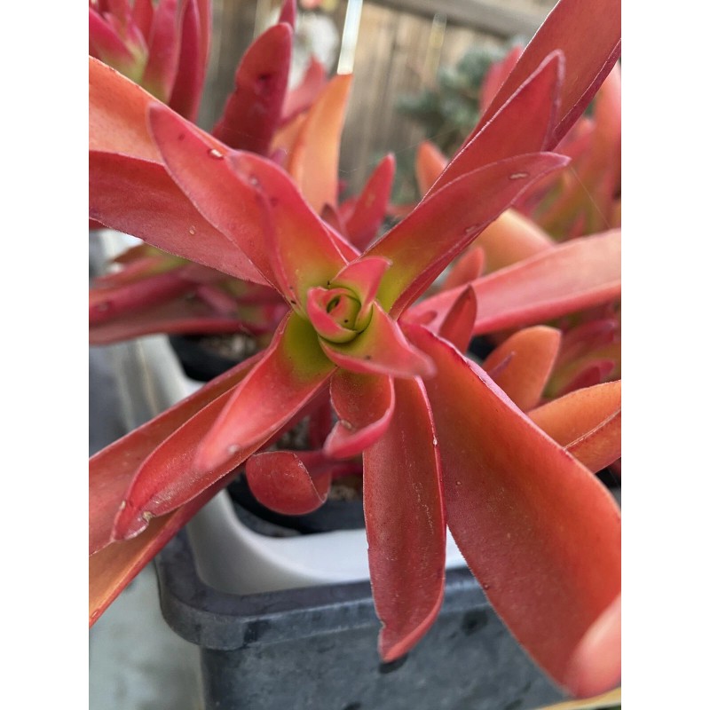 Jade RARE 2 STUNNING Crassula Capitella 'Campfire' with roots- Jade