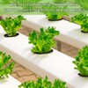 Cunhill 100 Pcs Hydroponic Growing Kit Include 50 Pcs Plant