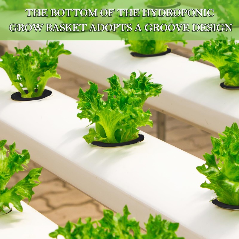 Cunhill 100 Pcs Hydroponic Growing Kit Include 50 Pcs Plant