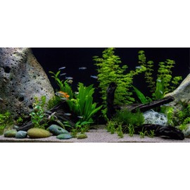 AWERT Vinyl Underwater Aquatic Plant Fish Tank Background Stone River Bed & Lake Aquarium Background 30x18 inches