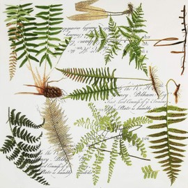 Colored Paper Napkins, 20 Count Shabby Chic Napkins for Wedding, Dinner Tea Party Shower (Fern Ⅱ)