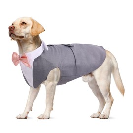 Dog Tuxedo, Tuxedo Dog Wedding Outfit Dog Bow Tie Wedding S-XXL Dog Costume Small/Medium/Large Dog Suit (Grey, XL)