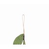 Gallerie II Cherry Men Ornament Red