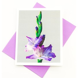 Sunshine Expressions Blooming Flowers – Purple Gladiolus in Bloom – High End Photographic Heavy Smooth Note Cards 16 w/18 Colored Envelopes, Boxed Set (4.25"x 5.50") Blank Inside - Made in USA