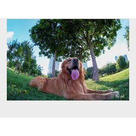 TTArtisan 7.5mm F2 APS-C Fisheye Lens 180° Ultra Wide Angle Large Aperture Manual Focus Lens for Nikon Z Camera Z6 Z7 Z6II Z7II ZFC