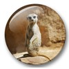 Merchandise for Fans Meerkat Fridge Magnets 02 Large for Memo