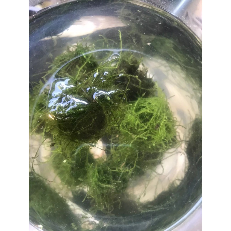 Large: 6 Floating Java Moss Balls Live Aquarium Plant Decoration.