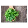 RAISE ME UP: Seeds Astro Arugula for Salad Non GMO