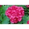 Shrubs Merritts Supreme Hydrangea Shrub/Bush, 6-12" Tall Seedling, Live Plant,