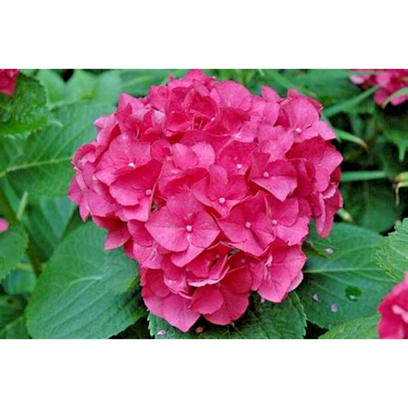 Shrubs Merritts Supreme Hydrangea Shrub/Bush, 6-12" Tall Seedling, Live Plant,