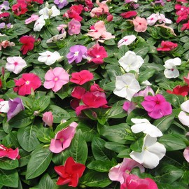Outsidepride 100 Seeds Annual Vinca Periwinkle Titan Ground Cover & Flower Seed Mix for Planting