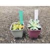 Happy Spring Hydroponics Gardening Labels I Type 500 Piece Set