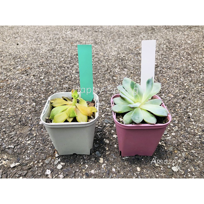 Happy Spring Hydroponics Gardening Labels I Type 500 Piece Set