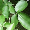 Palm Beach Medicinal Herbs - Slippery Elm Tree (Ulmus rubra)