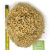 XXL Sea Sponge Very Large 20cm Unbleached Honeycomb Natural Seasponge