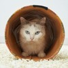 Petio Cat Toy Ethical Door Tough Craft Cat Tunnel Plain