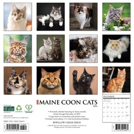 Maine Coon Cats 2026 12" x 12" Wall Calendar