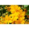 TomorrowSeeds - Lanceleaf Coreopsis Seeds - 500+ Count - For