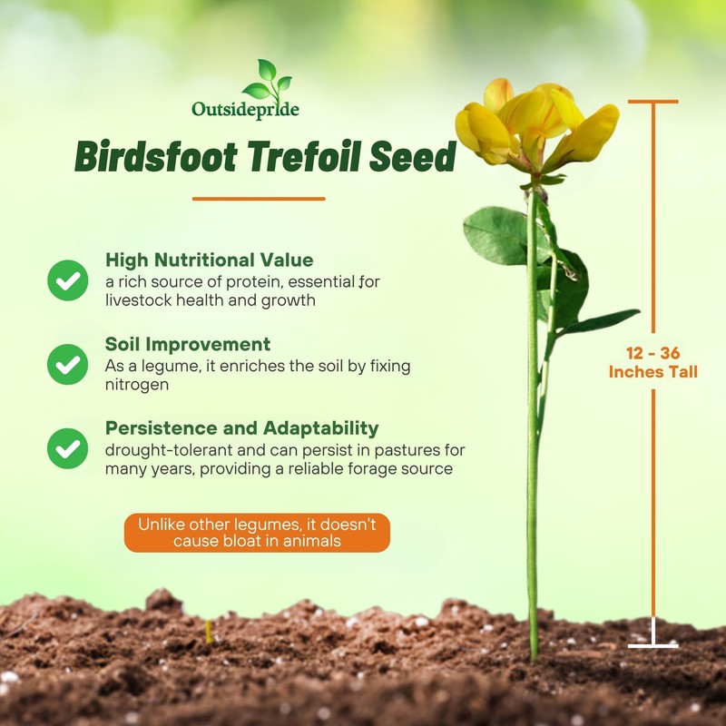 Outsidepride Perennial Birdsfoot Trefoil Seed - 10 lbs Nitrocoated, Inoculated,