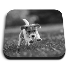 1 x Square MDF Fridge Magnet - Jack Russell Terrier Puppy 35334