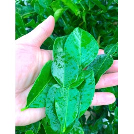 Unbranded Fresh Kafirr lime leaves - 16 oz