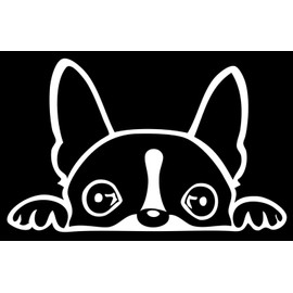 Boston Terrier Peeking Decal Vinyl Sticker Auto Car Truck Wall Laptop | White | 6" x 3"