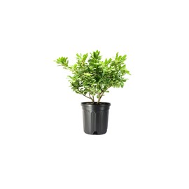 Pittosporum Variegated I 3 Large Gallon Size Plants I Pittosporum Tobria Variegatum I Live Striking Two-Tone Foliage for All-Year Visual Interest, Ideal for Hedges, Borders