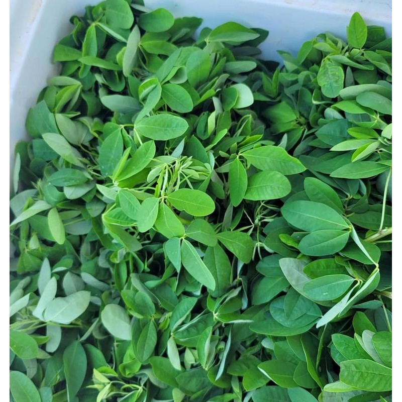 SPECIAL COMBO 20 Loroco Plant Seeds & 20 Seeds Chipilin