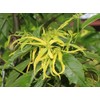 Ylang Ylang or Perfume Tree -10 Heirloom Tropical Seeds -Cananga