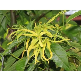 Ylang Ylang or Perfume Tree -10 Heirloom Tropical Seeds -Cananga odorata, Green with white flowers