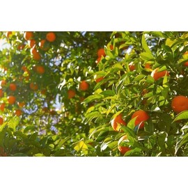 Orange Palace, the green scent of a golden palace in the summer sun / 여름 태양 속 황금빛 궁전의 푸르른 향기, 오렌지팔레스