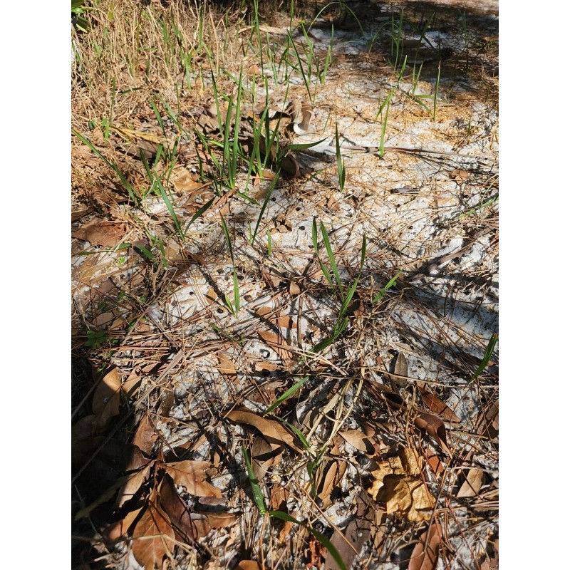 Unbranded Hardy Sabal Palm Tree Cabbage Palm Florida Grown Live