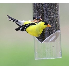 Unbranded 3 Pounds Gold Finch & Song Bird  Nyjer Thistle Bird Seed "SEED ONLY"