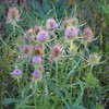 Outsidepride Teasel - 2000 Seeds