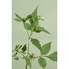 Health Embassy Three-Lobe Beggarticks Herb (Bidens tripartita L), 100 g