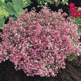 1000 Baby’s Breath, Carmine Flower Seeds Gypsophila elegans