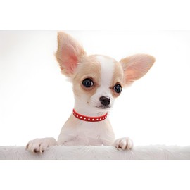 Serijoars Puppy Dog Collar with Crystal Diamond Colorful Bling Girl Puppy Small Dog Cat Collars (XXS, Red)