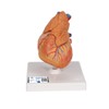3B Scientific G08/1 Classic Heart w/ Thymus 3-part - 3B