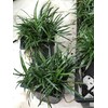 Dwarf Mondo Grass (Ophiopogon japonicus 'Nana') 18 Count Flat, 3.5"