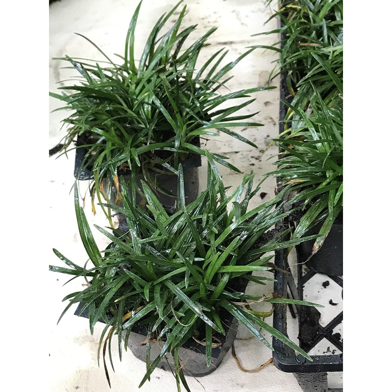 Dwarf Mondo Grass (Ophiopogon japonicus 'Nana') 18 Count Flat, 3.5"