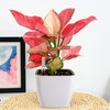 yarlung 6 Pack Self Watering Planter with Water Level Indicator,