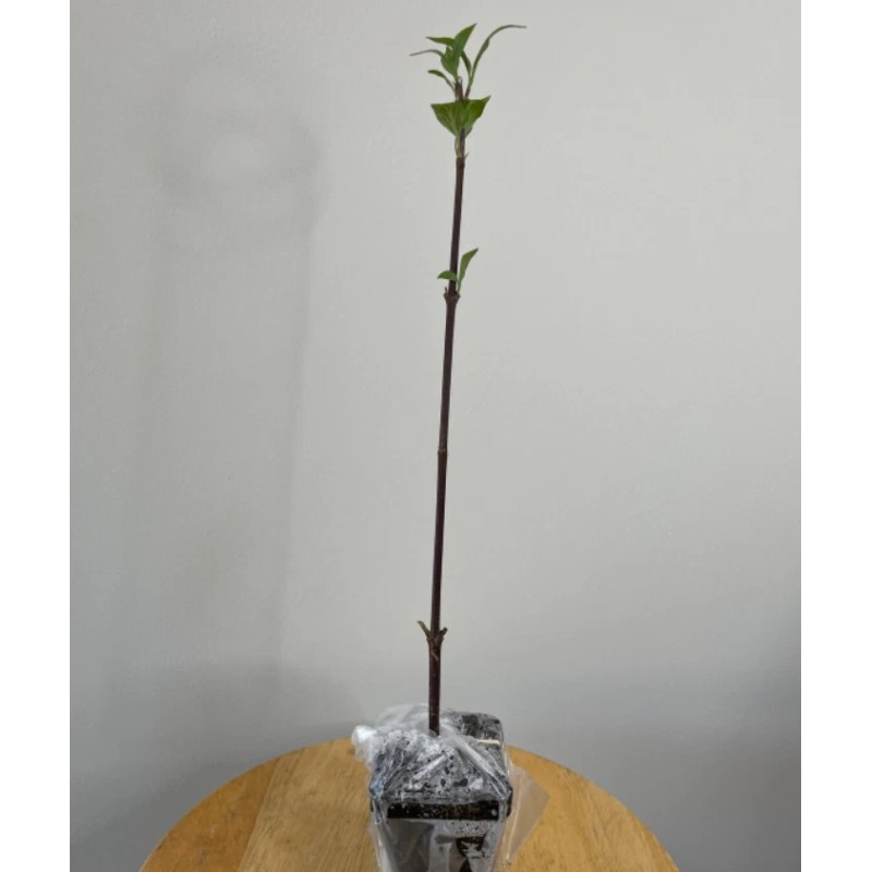 Bush Japanese Snowball Shrub - 6-12" Tall - Live Plant