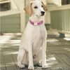 YSHOME&PET Nylon Dog Collar with Metal Buckle and D Ring,