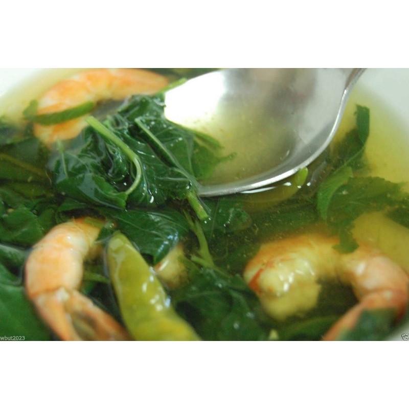 100 Jute Seeds, Egyptian Spinach,Saluyot, Molokhia, Plant Spring Or Summer