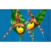 by Sale-Niagara YELLOW LADY´S-SLIPPER (Cypripedium Calceolus pubescens), NWF Postcard
