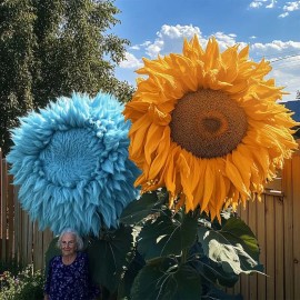 ZEshops 50pcs Blue and Yellow Enchanting Giant Teddy Bear Sunflower Seeds