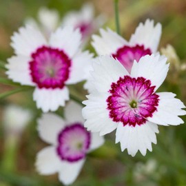 Outsidepride 500 Seeds Perennial Dianthus Deltoides White Arctic Fire Maiden Pink Flower Seeds for Planting