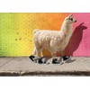 Cool Llama Funny/Humorous Graduation Card