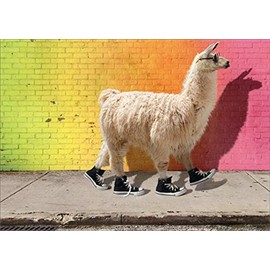 Cool Llama Funny/Humorous Graduation Card