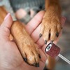 Lija para amoladora de uñas de perros LXUEJIE 42 piezas